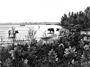 cattle on wading into a river from the bank